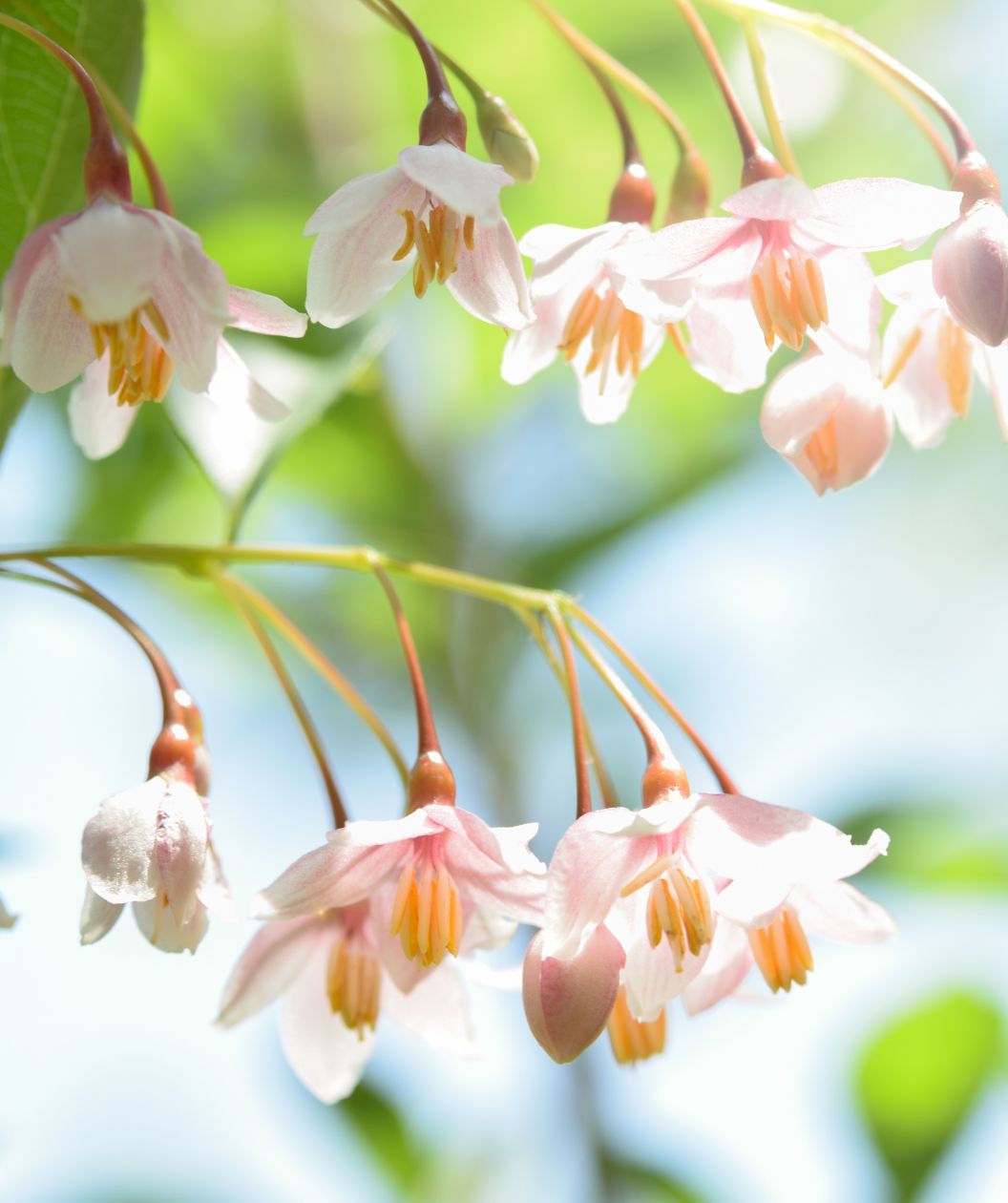 A closeup of the delicate, pink petaled bell-shaped flowers of the Pink Chimes Japanese Snowbell tree as they dangle like little bells hanging from the branching