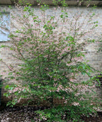 A Pink Chimes Snowbell planted in a landscape, up against a brick home covered in the green leaves and showing off the light pink flowers as they hang from the branches