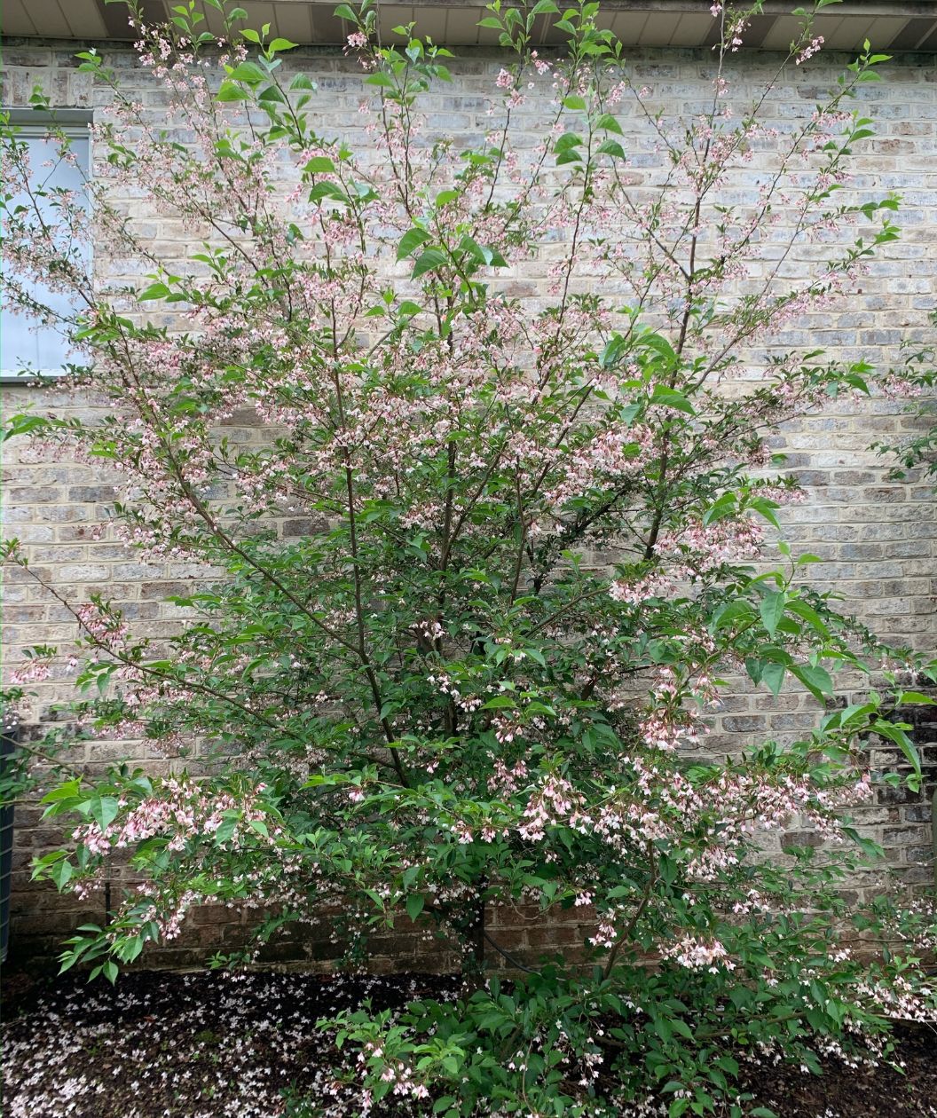 A Pink Chimes Snowbell planted in a landscape, up against a brick home covered in the green leaves and showing off the light pink flowers as they hang from the branches