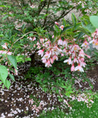 A close up of the Pink Chimes Snowbell's pink buds opening into a light pink flower, surrounded by the green leaves and fallen petals that look like snow on the ground