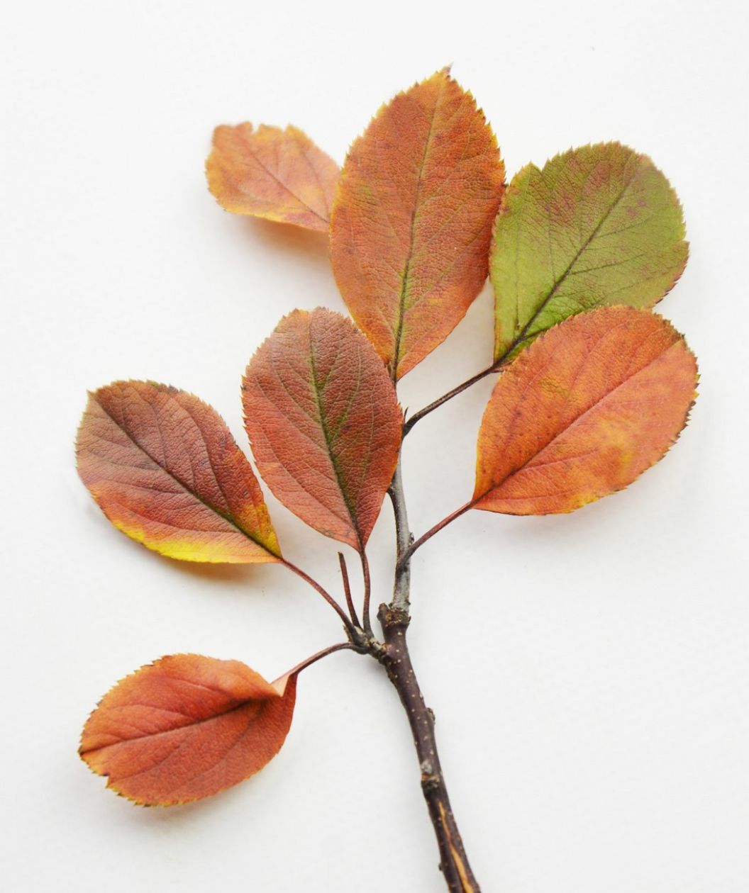 A branch of the Pink Princess Flowering Crabapple showing the yellow, orange, and red fall colors against a white background