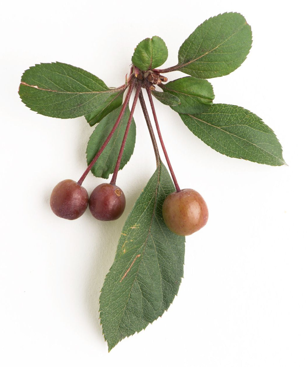 A cutting from the Pink Princess Flowering Crabapple, showing the deep green leaves and the small, maroon crabapple fruits on a white background