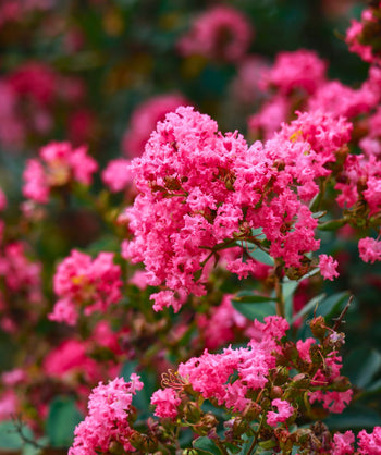 The Pink Velour® Crape Myrtle dazzling with vibrant magenta-pink blooms