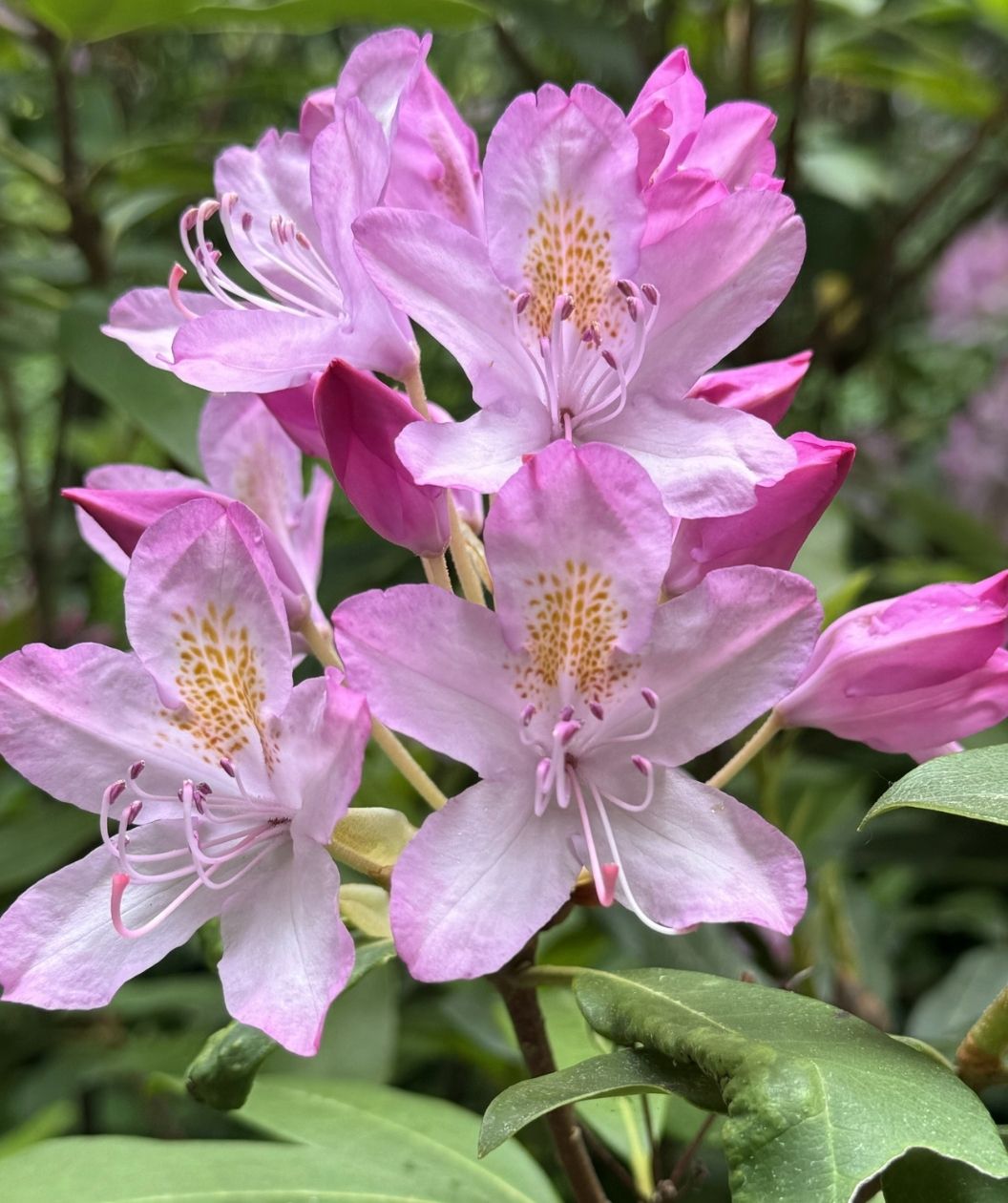 Close-up of Pink Rosebay rhododendron blossoms in soft pink with yellow-speckled throats and delicate stamens, surrounded by glossy green evergreen leaves.