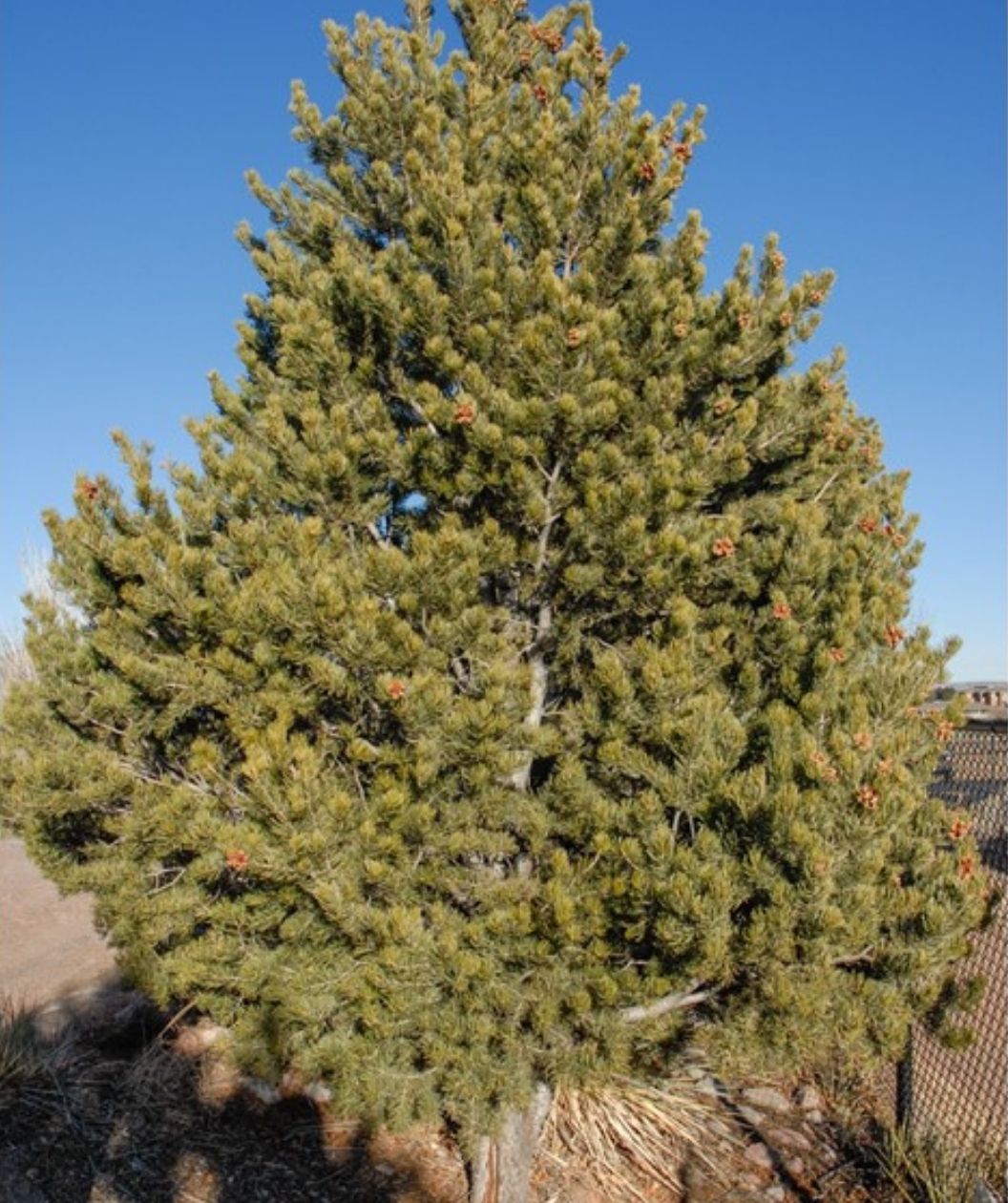 Pinyon Pine