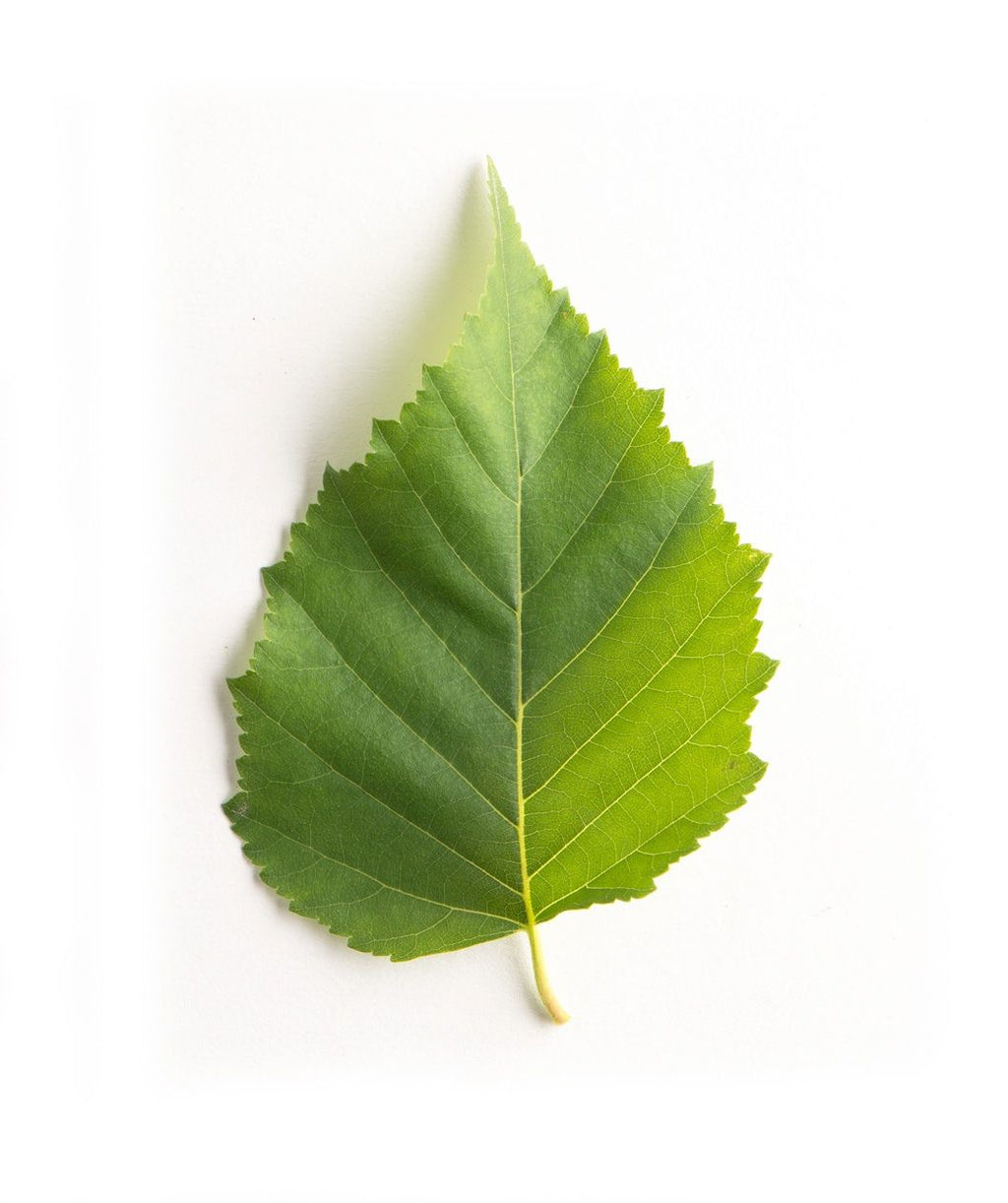 A single, dark green leaf of the Prairie Dream Paper Birch against a white background