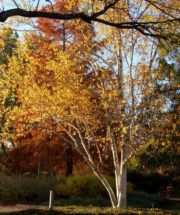 A Prairie Dream Paper Birch planted in a landscape, showing off the snow white bark and golden yellow foliage of fall
