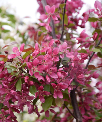 A closeup of the vividly pink, five-petaled bloom of the Profusion Crabapple against the dark green foliage