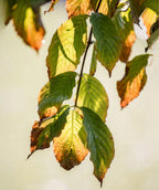 Pumpkin Patch Flowering Dogwood leaves showing green foliage with warm orange fall color along the edges