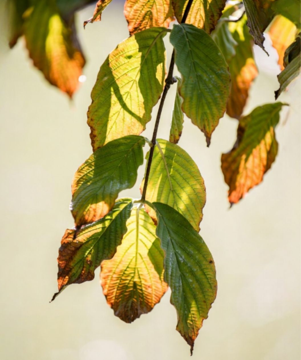 Pumpkin Patch Flowering Dogwood leaves showing green foliage with warm orange fall color along the edges
