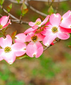 Pumpkin Patch Flowering Dogwood pink spring blooms with white centers on flowering branches