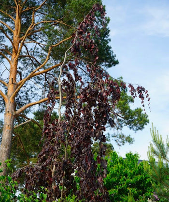A Purple Fountain Beech tree planted in a landscape, covered in the deep purple, almost black foliage