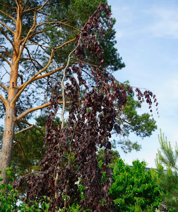 Purple Fountain Beech | 3XL TREE | 7-8 ft. tall | Ships in
