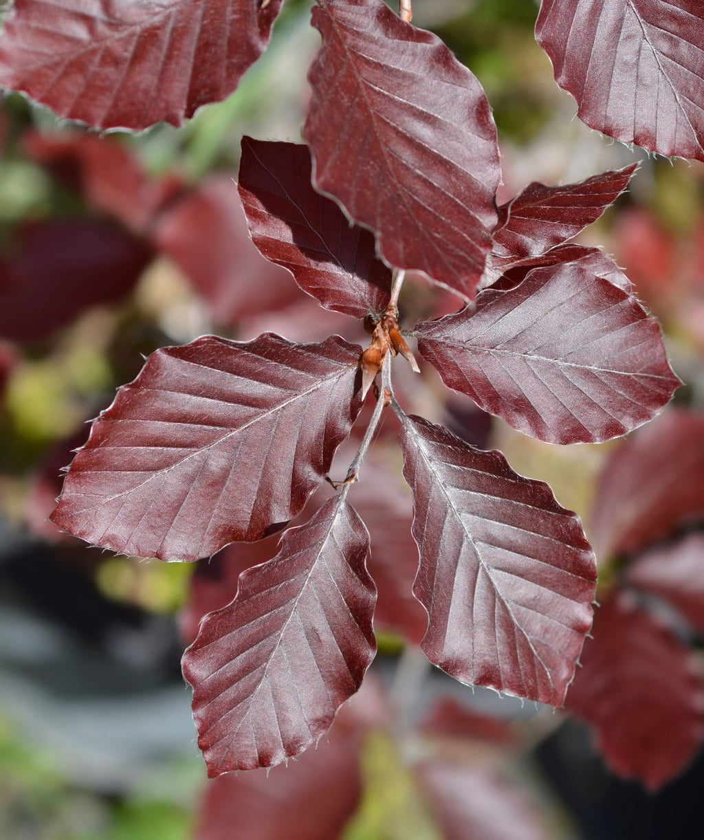 A closeup of the oval shaped, dark purple foliage of the Purple Fountain Beech
