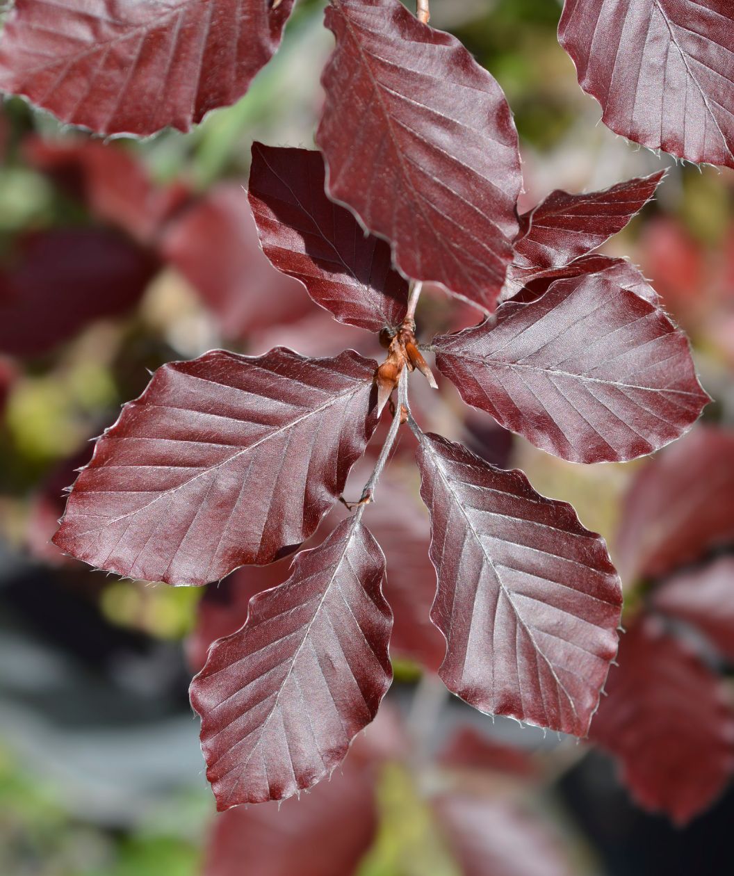fagus syl purple fountain Purple Fountain Beech | 3XL TREE | 7-8 ft. tall | Ships in