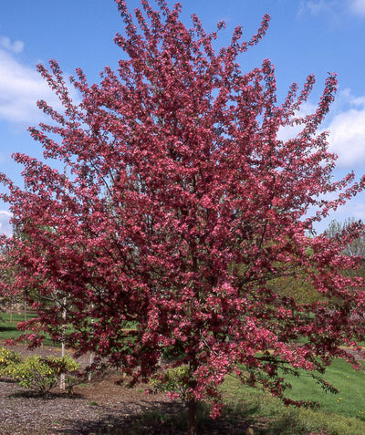 A Purple Prince Crabapple planted in a landscape, covered profusely in the deep pink flowers.