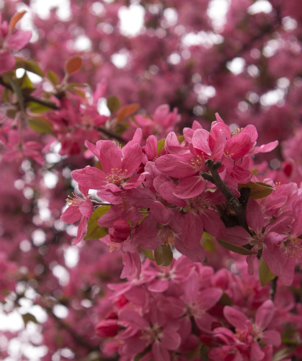 A closeup of the deep pink, five-petaled flowers of the Purple Prince Crabapple covering the branches