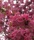 A closeup of the deep pink, five-petaled flowers of the Purple Prince Crabapple covering the branches