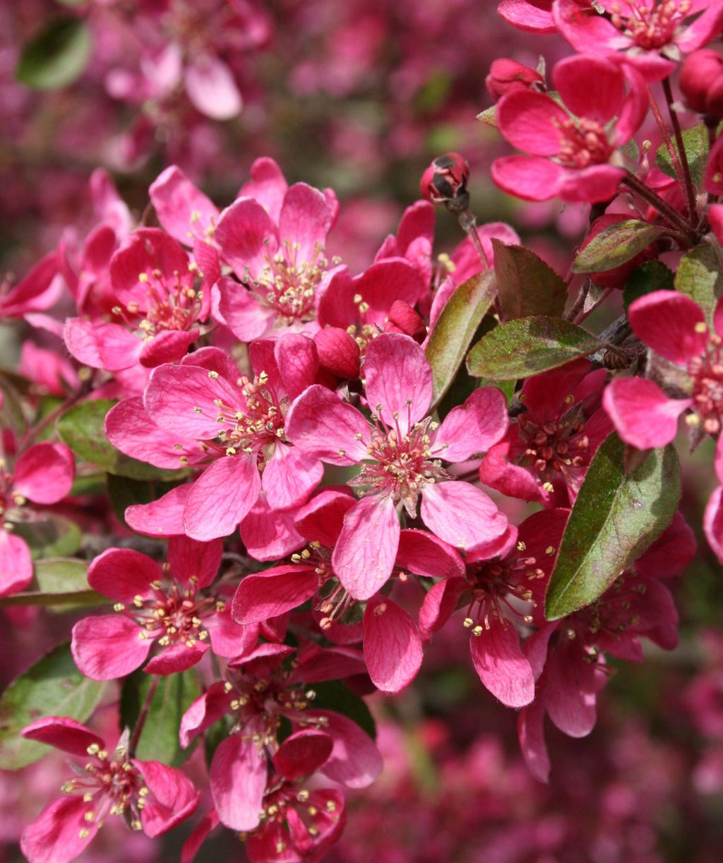 A closeup of the deep pink, five-petaled flowers of the Purple Prince Crabapple covering the branches against the dark green foliage