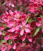 A closeup of the deep pink, five-petaled flowers of the Purple Prince Crabapple covering the branches against the dark green foliage
