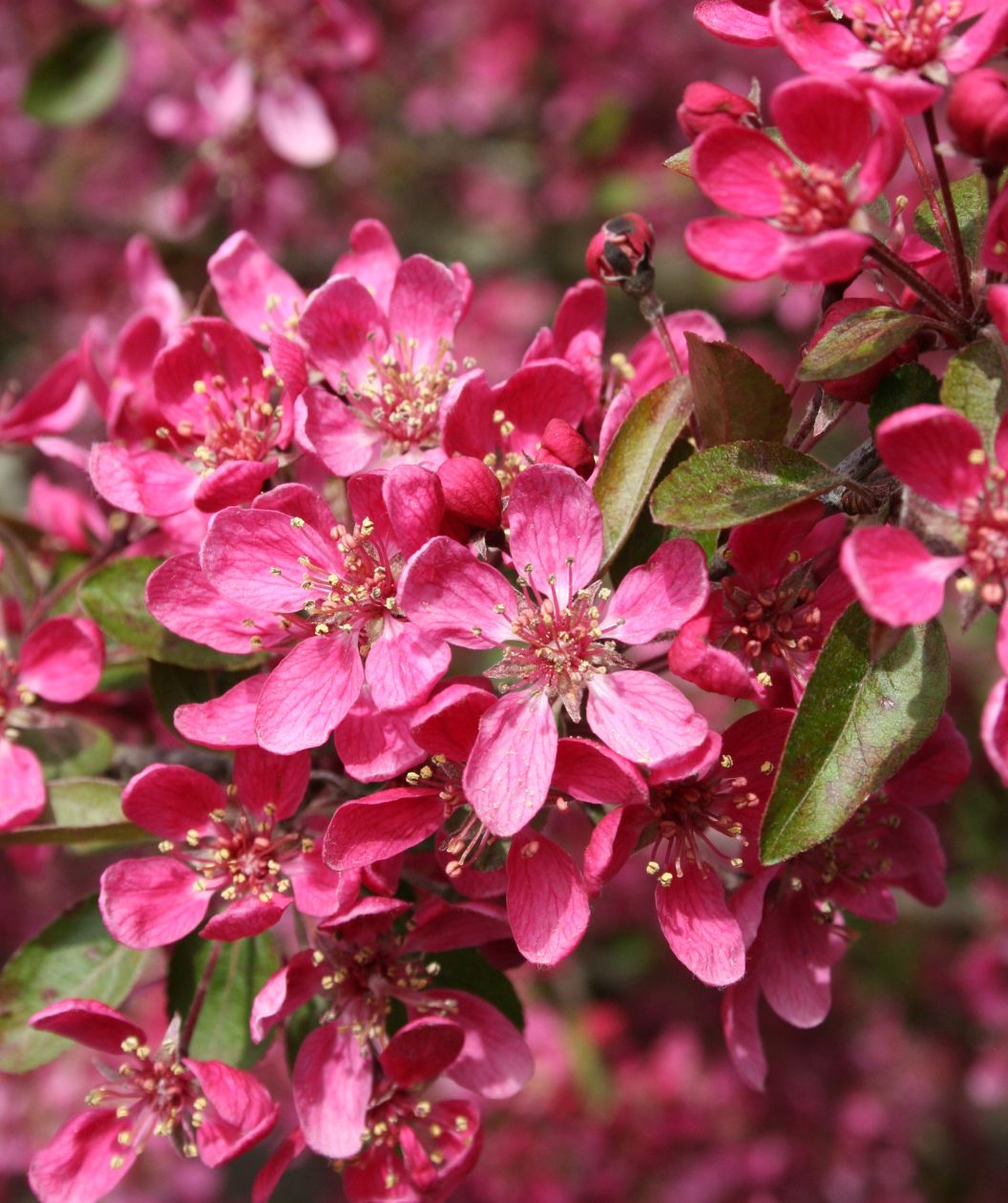 A closeup of the deep pink, five-petaled flowers of the Purple Prince Crabapple covering the branches against the dark green foliage
