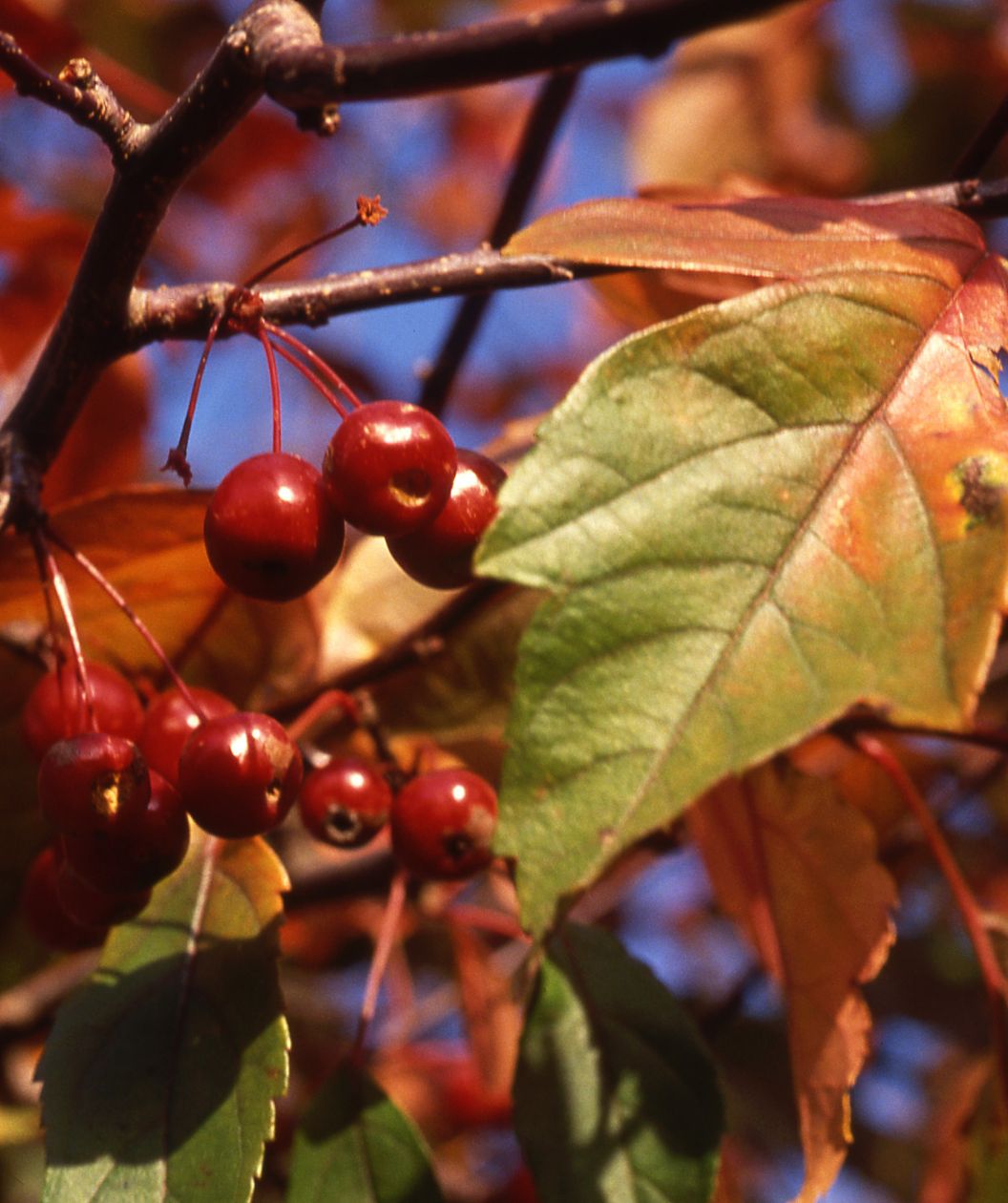 A closeup of the cherry red crabapple fruit hanging on the branches of the Purple Prince Crabapple as the green leaves begin to turn bronze colors in fall