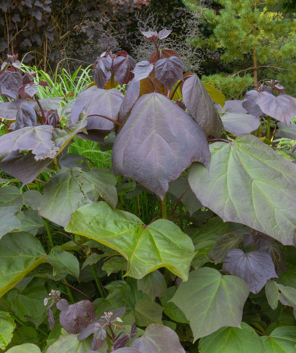 A closeup of the deep purple, heart-shape foliage of the Purpleleaf Catalpa as it emerges and transitions to the deep green color.