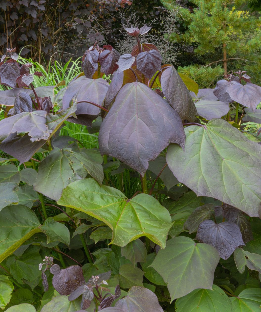 A closeup of the deep purple, heart-shape foliage of the Purpleleaf Catalpa as it emerges and transitions to the deep green color.