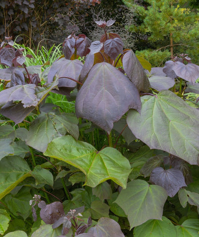 A closeup of the deep purple, heart-shape foliage of the Purpleleaf Catalpa as it emerges and transitions to the deep green color.