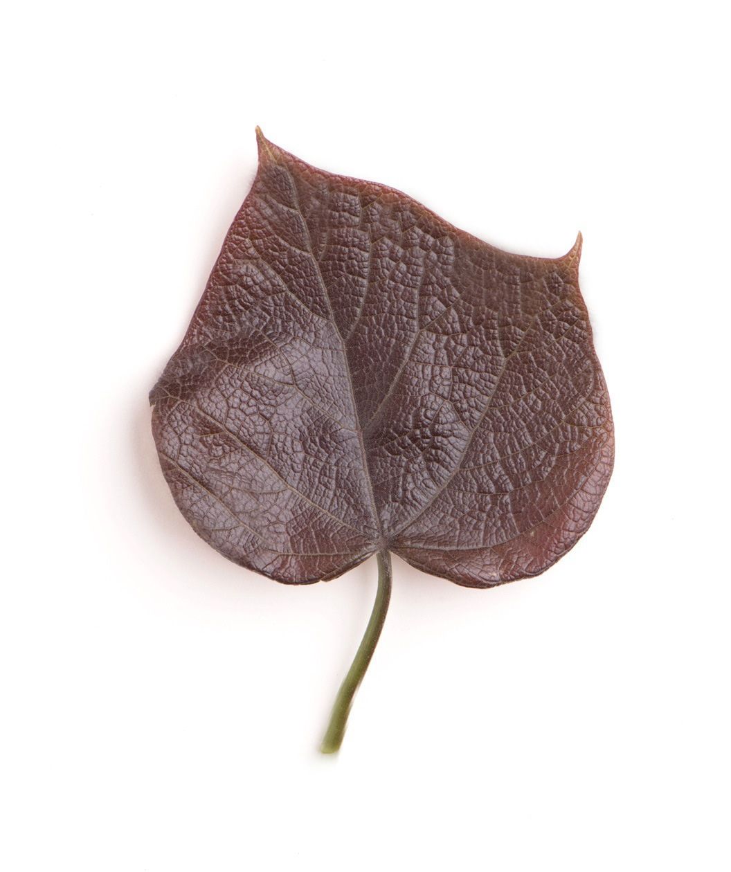 A single deep purple, heart-shaped leaf of the Purpleleaf Catalpa on a white background.