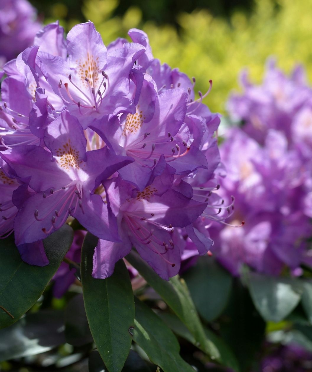 Close-up of Purpureum Elegans rhododendron blooms in rich purple-lavender, with speckled throats and delicate stamens, framed by glossy dark green evergreen leaves.