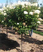 Quick Fire Hydrangea tree form with a rounded canopy of white blooms in a nursery field setting