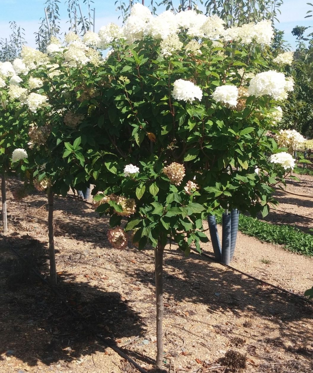 Quick Fire Hydrangea tree form with a rounded canopy of white blooms in a nursery field setting