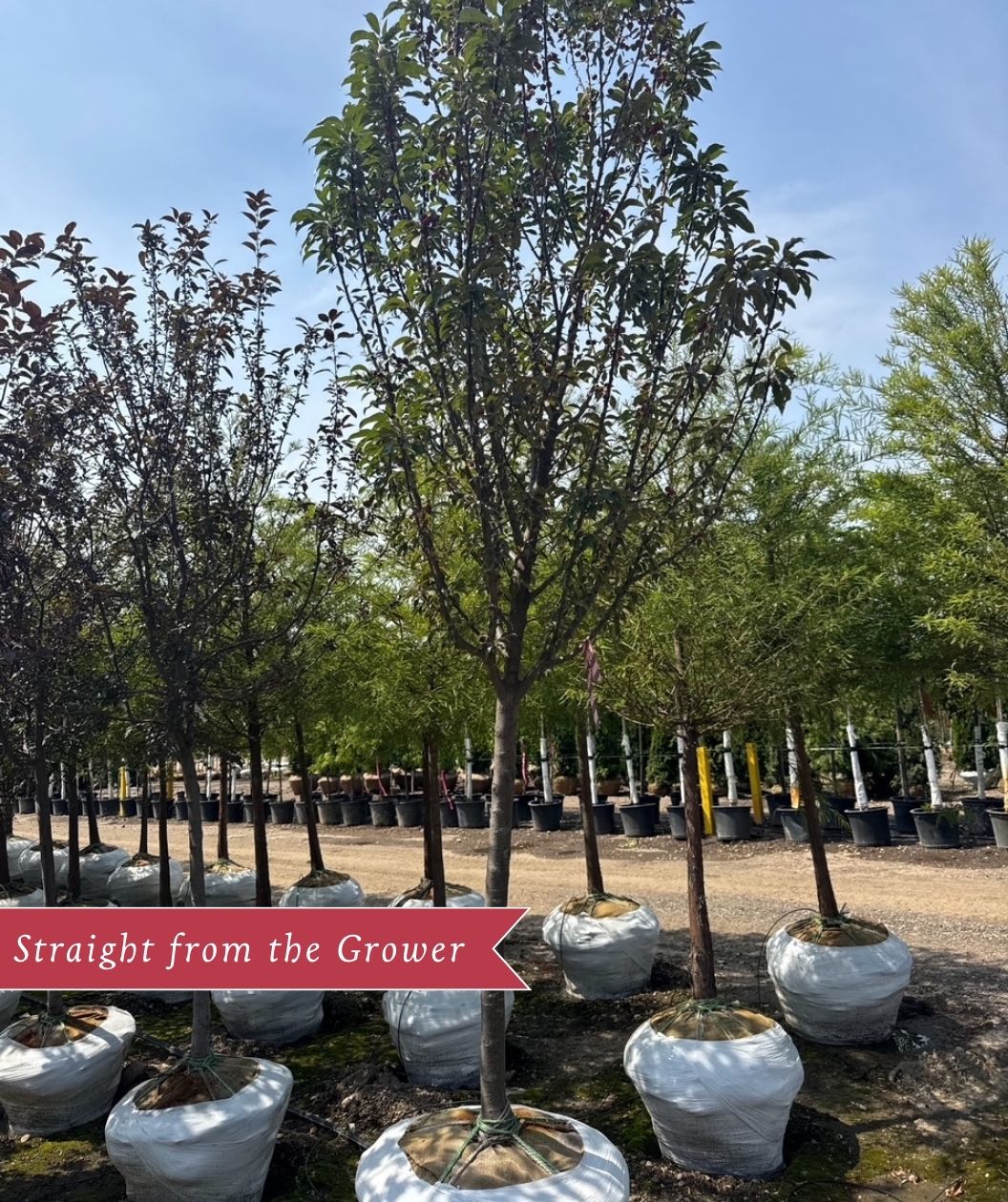 Raspberry Spear Crabapple crop at the growers nursery with summer foliage