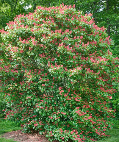 A large Red Buckeye planted in a landscape, covered in green foliage and the bright red flowers.