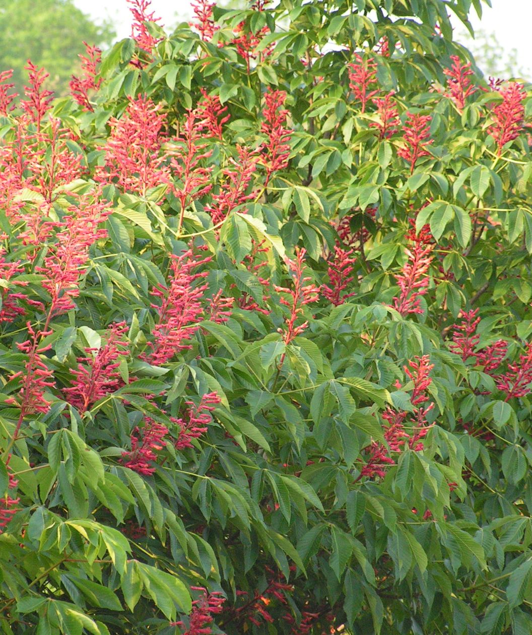 A close up of the Red Buckeye's bright red, long flowers above the green foliage