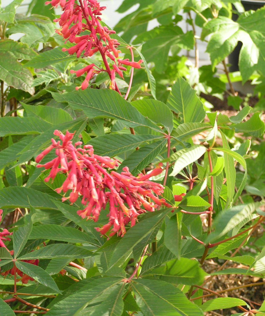A close up of the Red Buckeye's bright red, long flowers above the green foliage