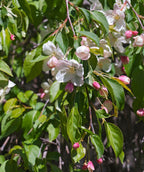A closeup of the bright pink flower buds opening to the snow white blooms against the dark green, oval-shaped foliage belonging to the Red Jade Flowering Crabapple