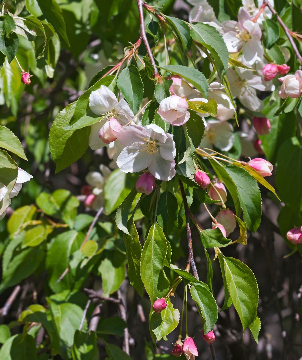 A closeup of the bright pink flower buds opening to the snow white blooms against the dark green, oval-shaped foliage belonging to the Red Jade Flowering Crabapple