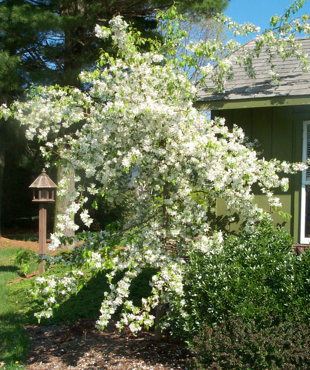 A Red Jade Crabapple planted in a landscape, covered in the bright white flowers and green foliage as it weeps down toward the ground