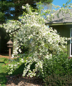 A Red Jade Crabapple planted in a landscape, covered in the bright white flowers and green foliage as it weeps down toward the ground