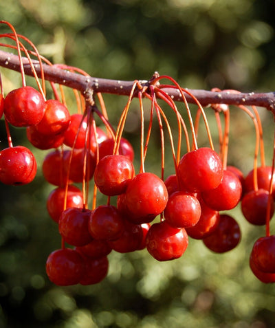 A closeup of the cherry red crabapples hanging off the dark brown branch of the Red Jewel™ Flowering Crabapple