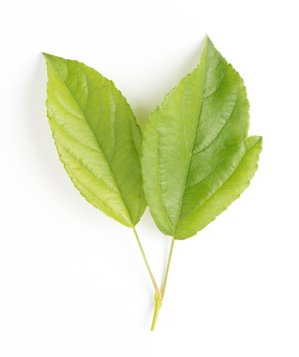 The light green leaves of the Red Jewel™ Flowering Crabapple on a white background