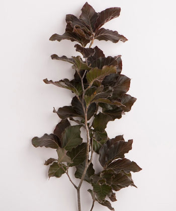 A closeup of a branch belonging to the Red Obelisk Beech showing the deep purple and green oval-shaped foliage.