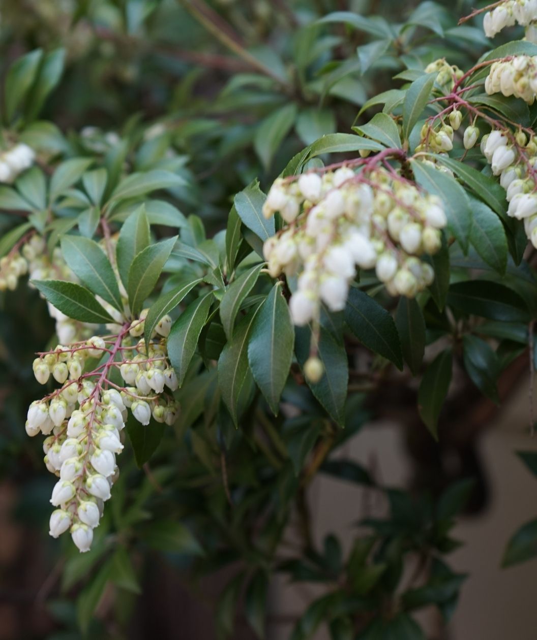 Close-up of Red Mill Japanese pieris with glossy evergreen leaves and cascading clusters of small white, bell-shaped flowers on reddish stems.