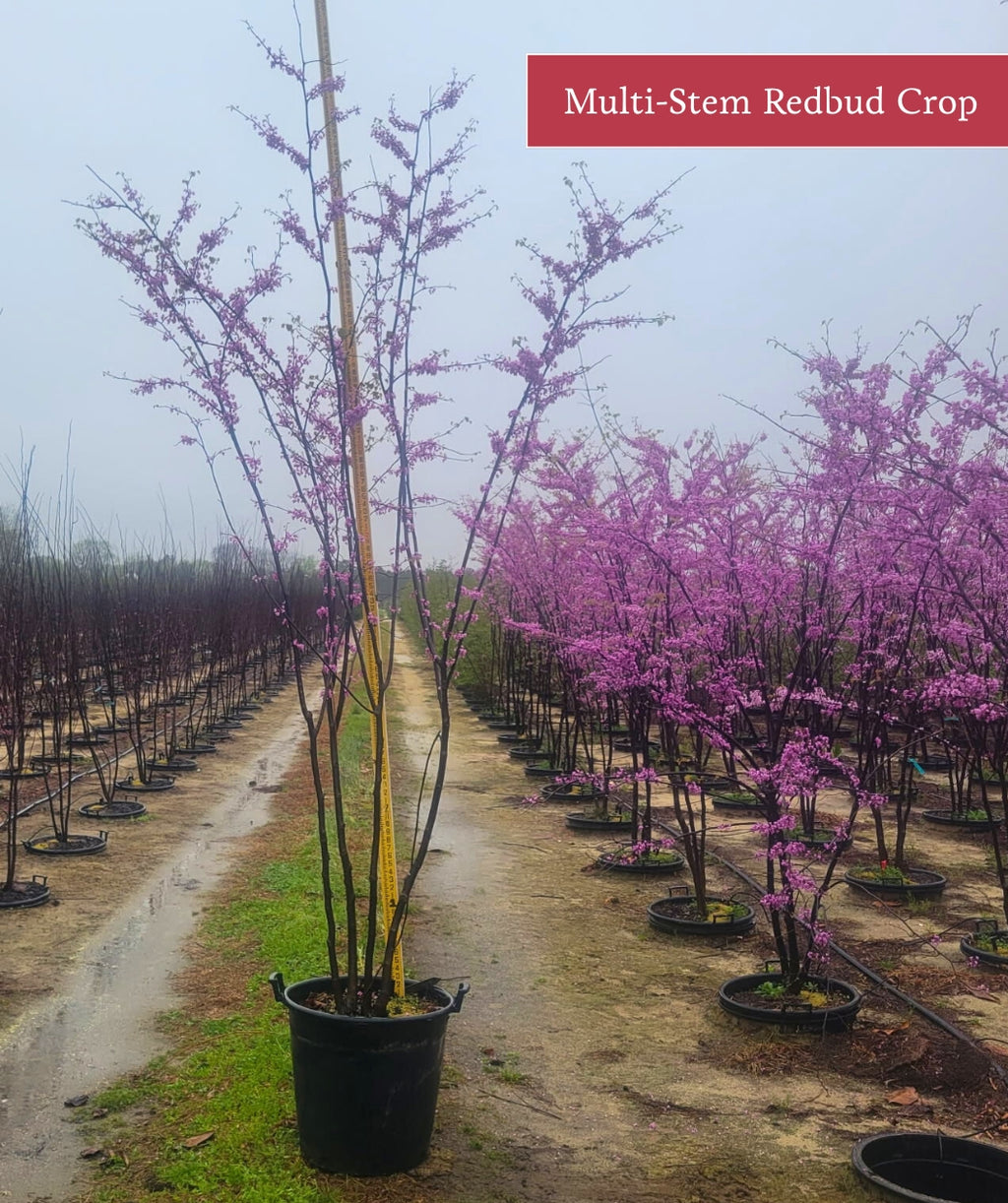 Eastern Multi-stemmed Redbud in grower's field - very tall
