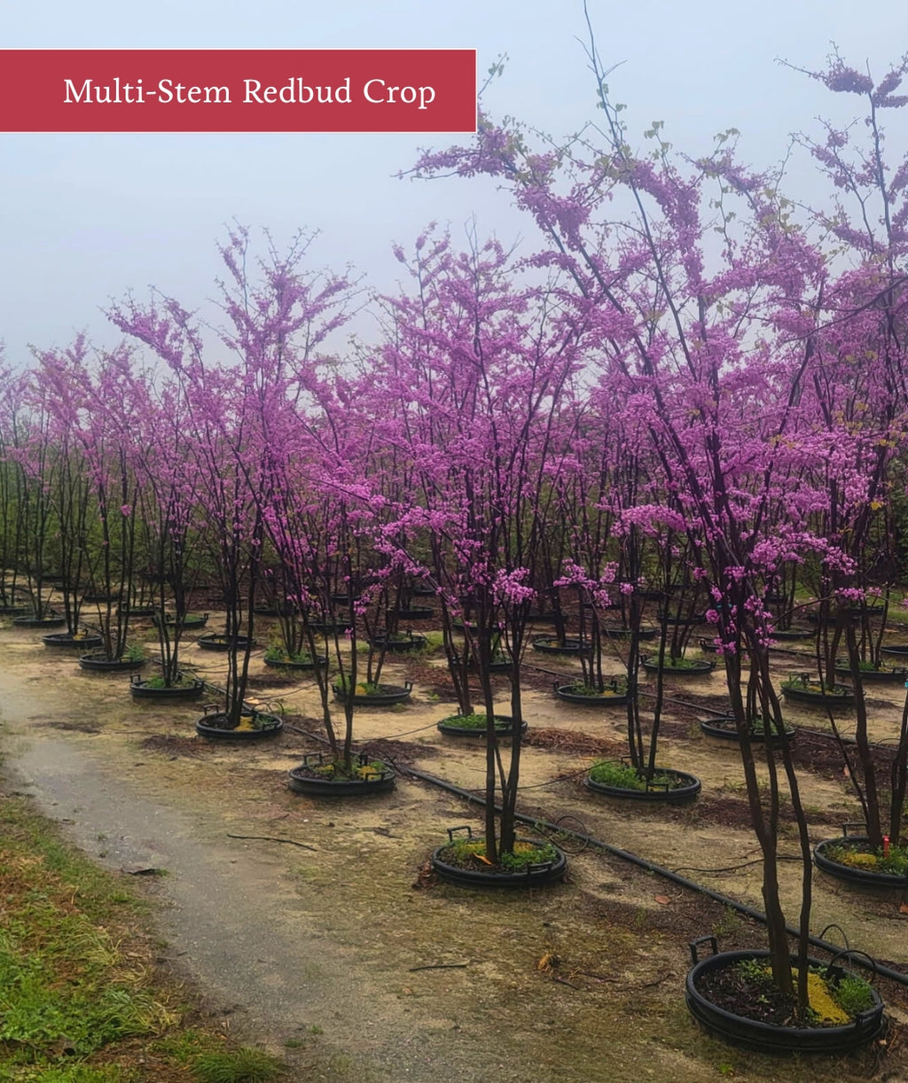 Line of Multi-stemmed Eastern Redbud trees extra tall in local grower's field