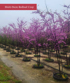 Line of Multi-stemmed Eastern Redbud trees extra tall in local grower's field