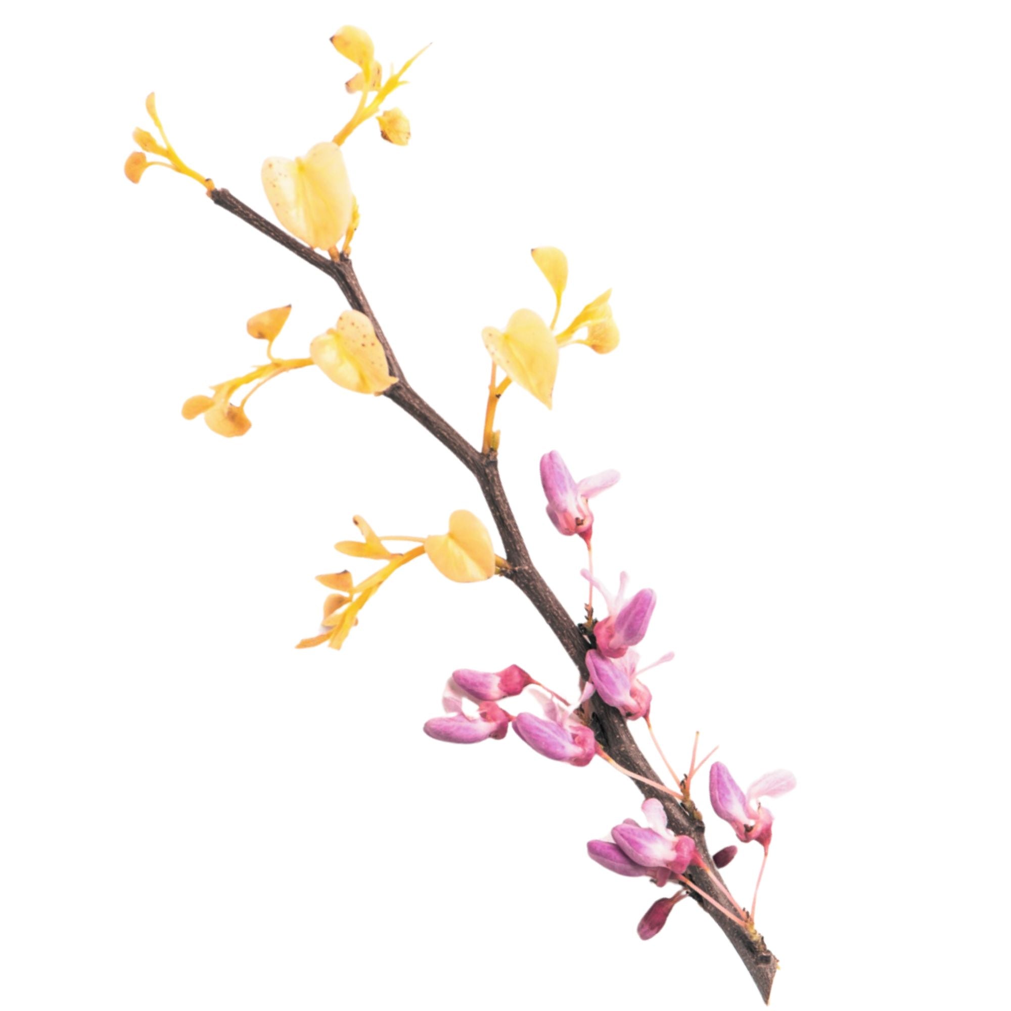 Shop cheerful, mature redbud trees for your home landscape fresh from the grower