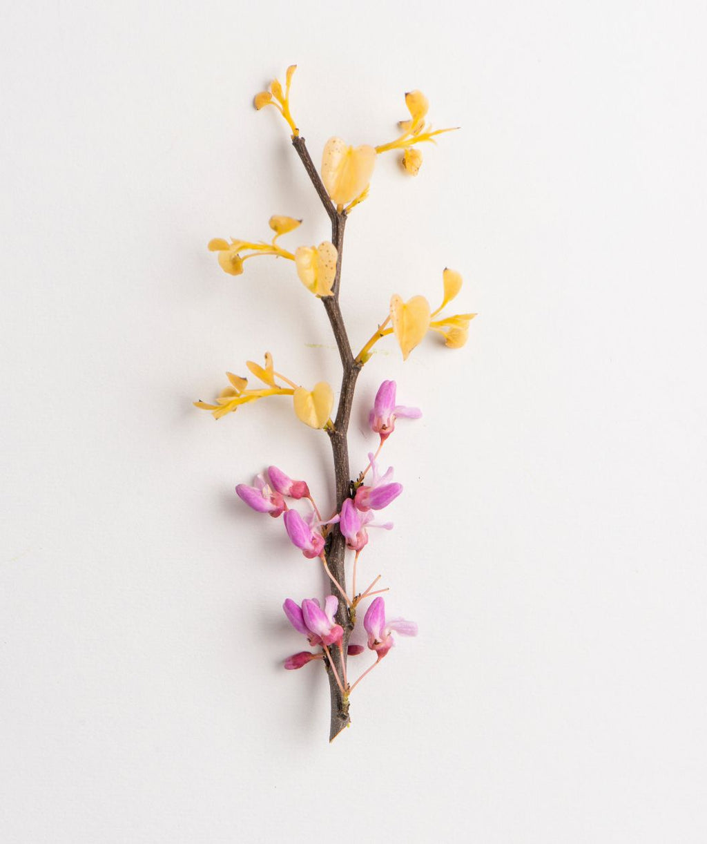 A cutting of the Rising Sun Redbud with the lavender-pink, pea-like flowers on the branch while new, peachy-yellow foliage begins to emerge against a white background